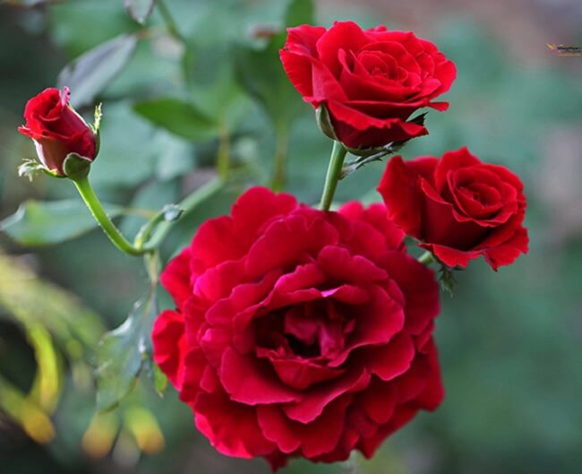 Hình hoa hồng nhung đẹp