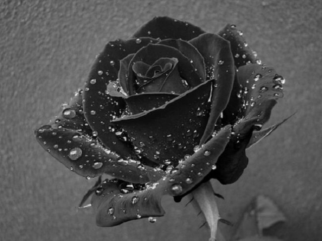 Hình ảnh hoa hồng đen