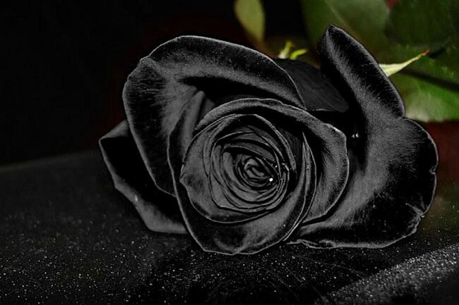 Hình ảnh hoa hồng đen buồn