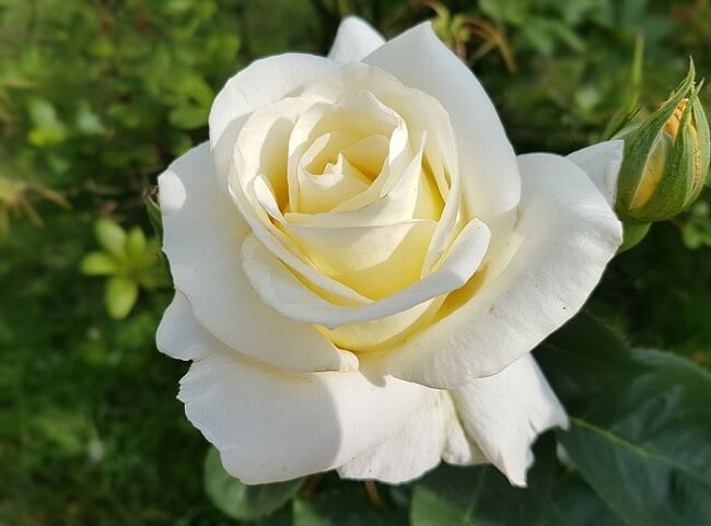 Hình ảnh hoa hồng trắng
