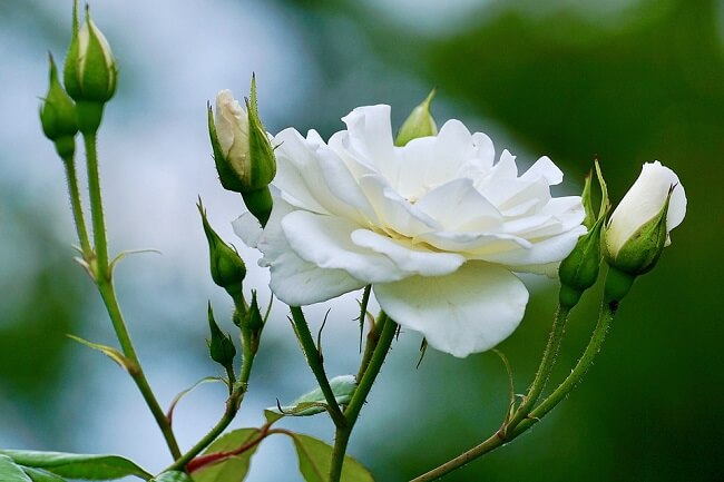 Vẻ đẹp tinh khôi của hoa hồng trắng