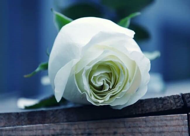 Hình ảnh hoa hồng trắng đẹp tinh khôi