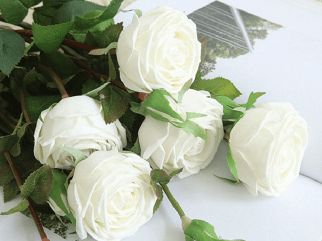 Ảnh hoa hồng trắng 