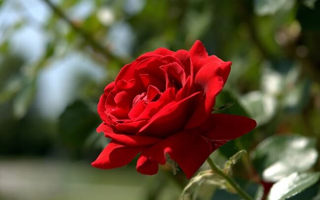 Ảnh hoa hồng đẹp lãng mạn