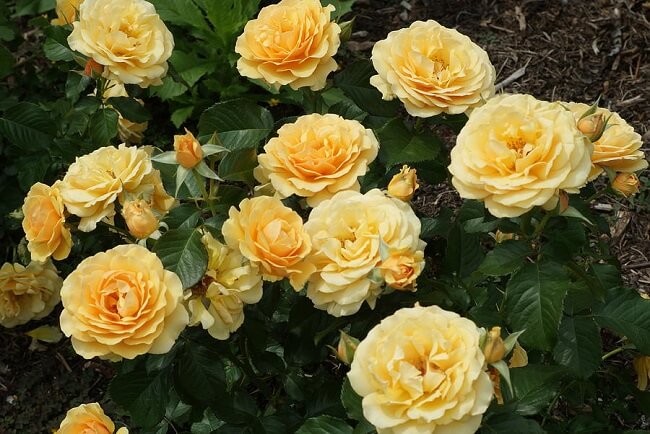 Vẻ đẹp của hoa hồng vàng