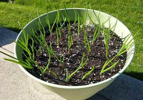 Cách trồng hành lá bằng hạt