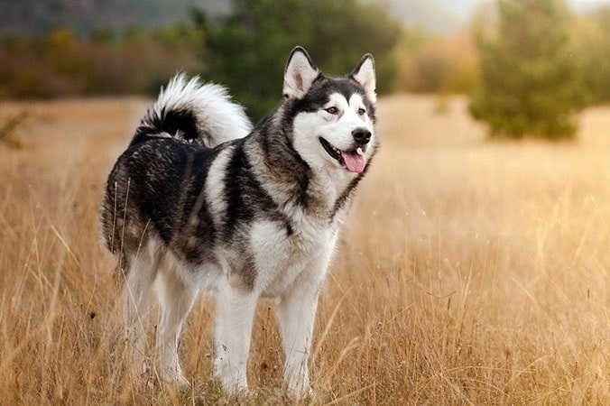 Hình ảnh đẹp về chó Husky