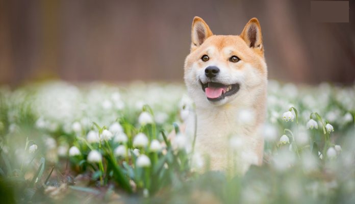 Bức ảnh đẹp về chú chó Shiba, thú cưng