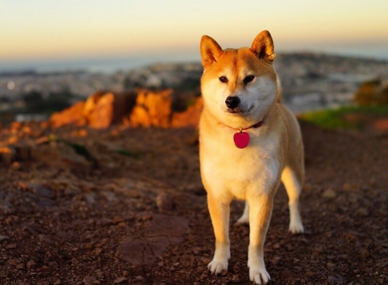 Hình ảnh đẹp về chú chó cưng của Shiba