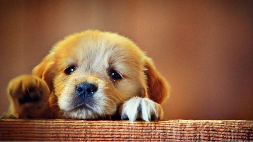 Hình ảnh đẹp nhất của chú chó buồn