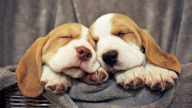 Hình ảnh đẹp về những chú chó đang ngủ