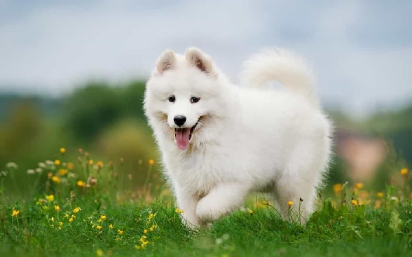 Hình ảnh chú chó Samoyed