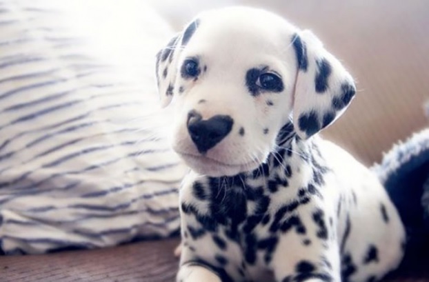 Hình ảnh dalmatian dễ thương