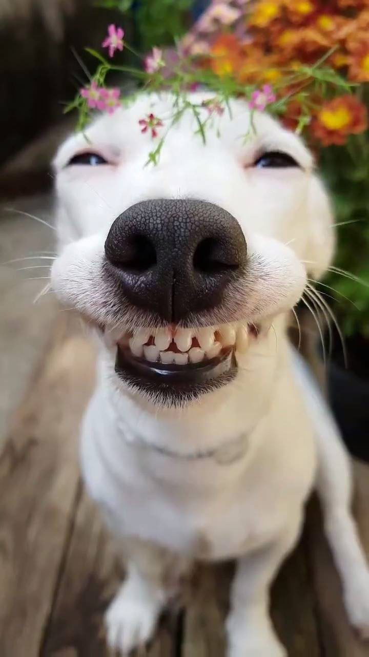 Hình ảnh của một con chó đang cười