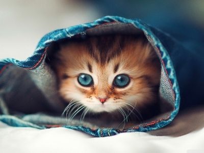 Hình ảnh mèo cute, đáng yêu, ảnh mèo dễ thương iu quá đi - META.vn