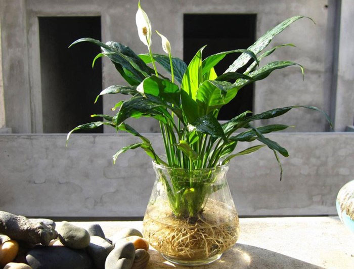 Cây lan ý hợp mệnh gì có độc không Ý nghĩa và cách trồng cây lan ý