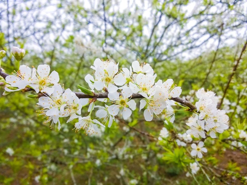 Hoa mận trắng