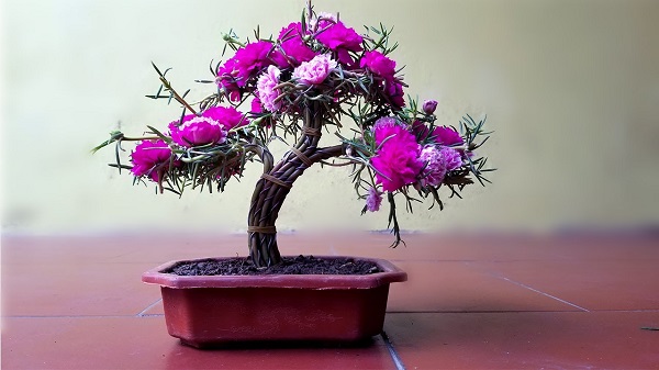 Cây bonsai mini nghệ thuật