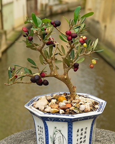 Cây bonsai mini nghệ thuật