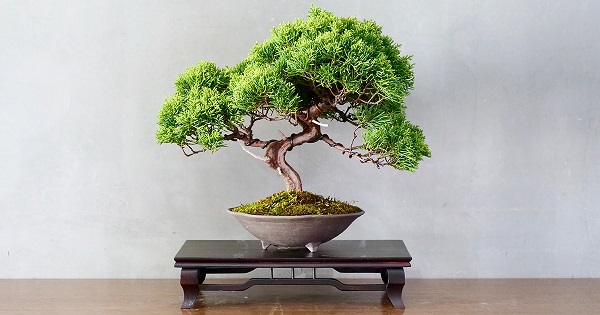 Các dáng cây bonsai, thế cây bonsai cơ bản