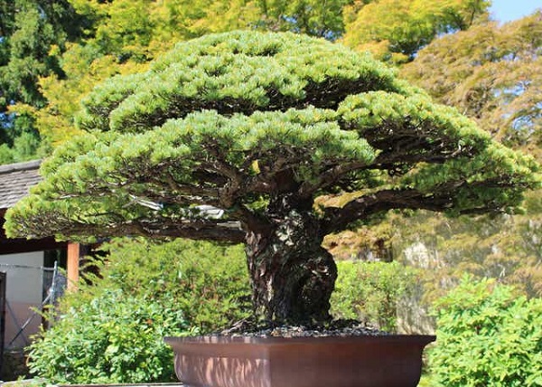 Cây bonsai dáng đẹp