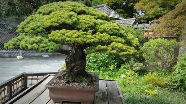 Tạo dáng cây bonsai đẹp