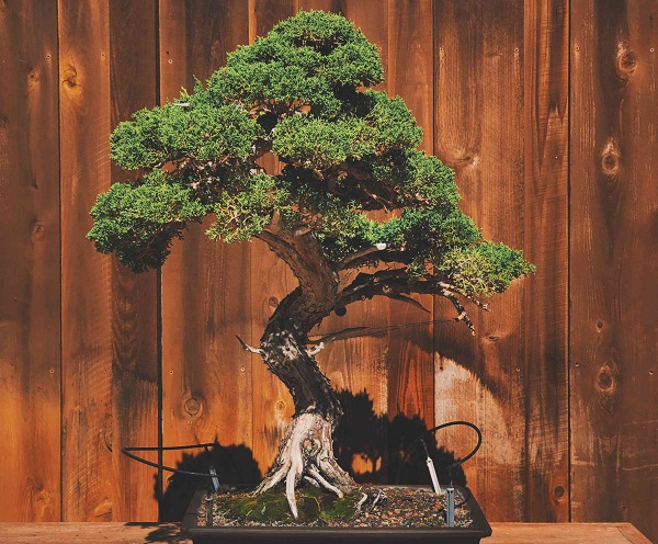 Cây bonsai thủ công nghệ thuật