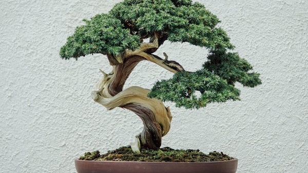Tạo dáng bonsai độc đáo