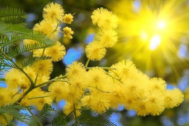 Hoa mimosa