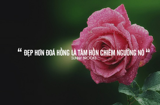 Stt về hoa hồng, những câu nói hay về hoa hồng và phụ nữ - Ôn Thi HSG