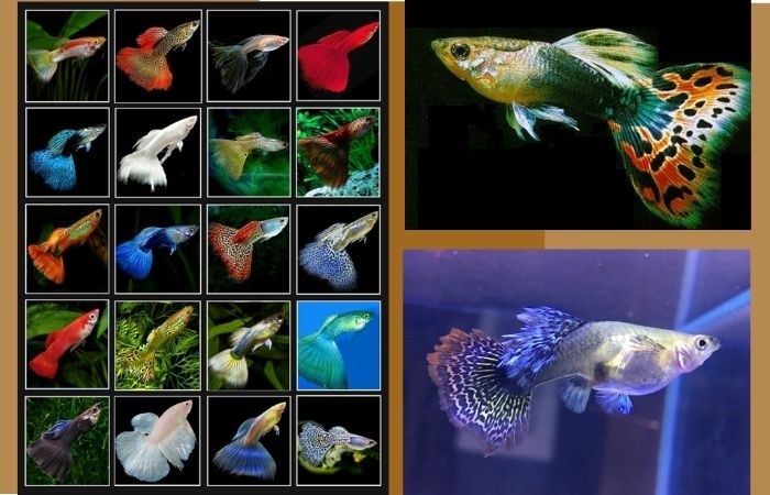 Cách nuôi cá bảy màu