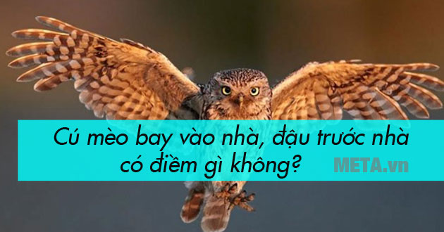 Cú mèo bay vào nhà, đậu trước nhà có điềm gì không? - Mobitool