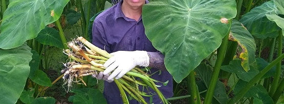 Ngó khoai