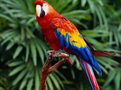 Macaw đỏ với đuôi dài