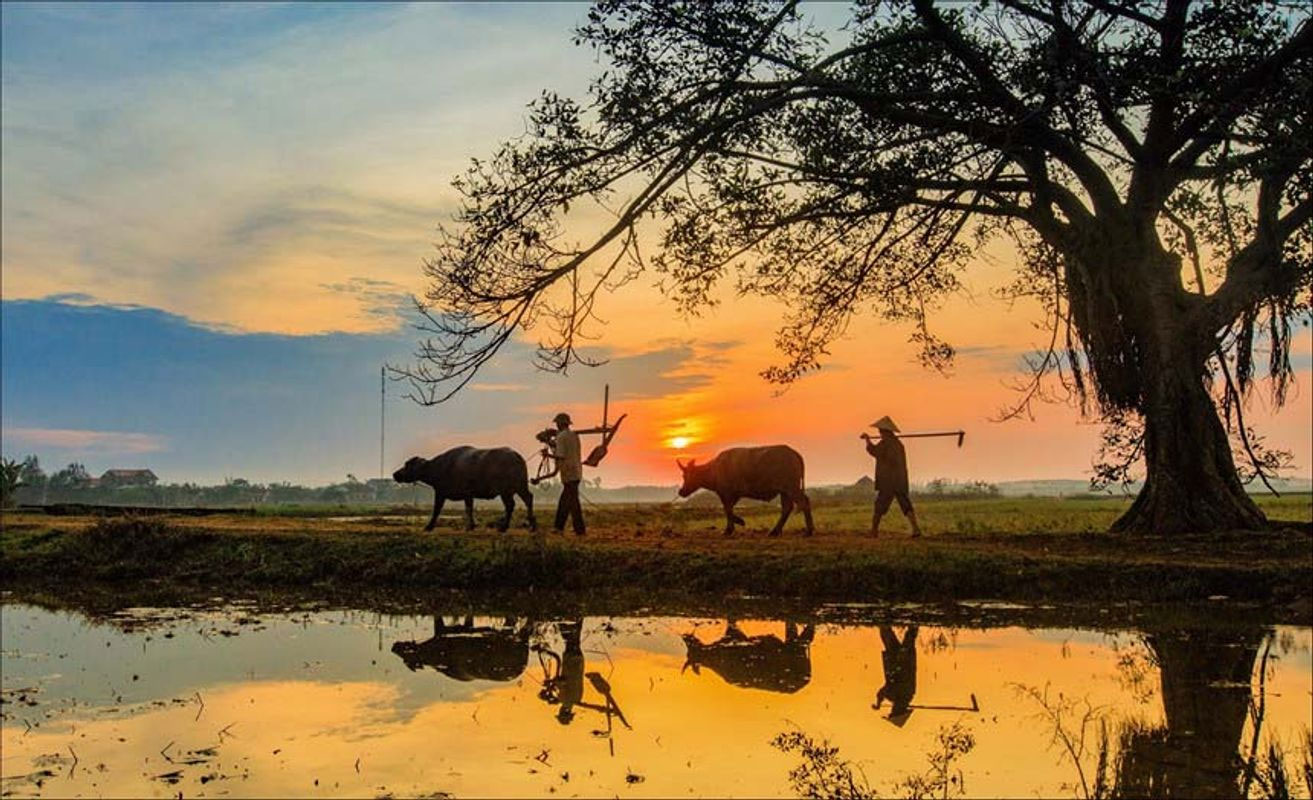 Tranh phong cảnh thanh bình