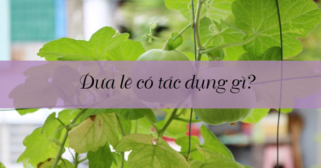 Dưa lê có tác dụng gì? Bà bầu ăn được không? Cách chọn dưa lê ngon