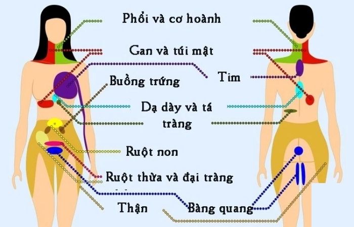 Bộ phận cơ thể