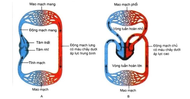 Bộ phận cơ thể