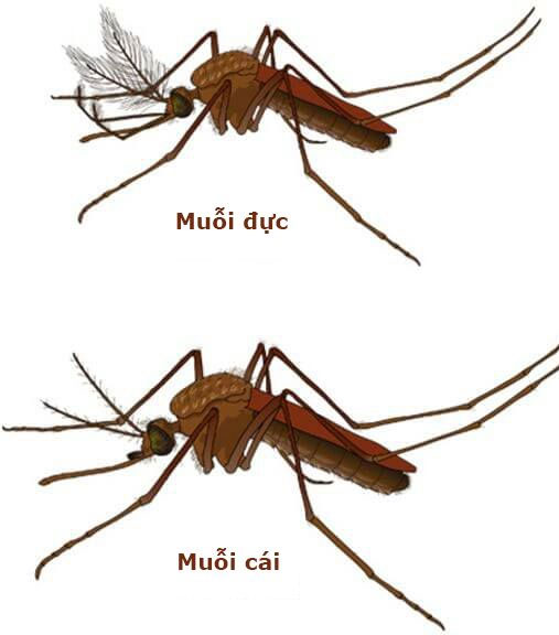 Phân biệt muỗi đực và muỗi cái