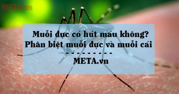 Anh ấy có hút máu không?