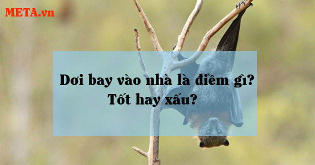 Dơi bay vào nhà có ý nghĩa gì?