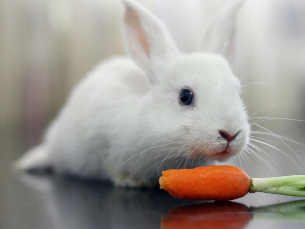 Hình ảnh thỏ ăn cà rốt