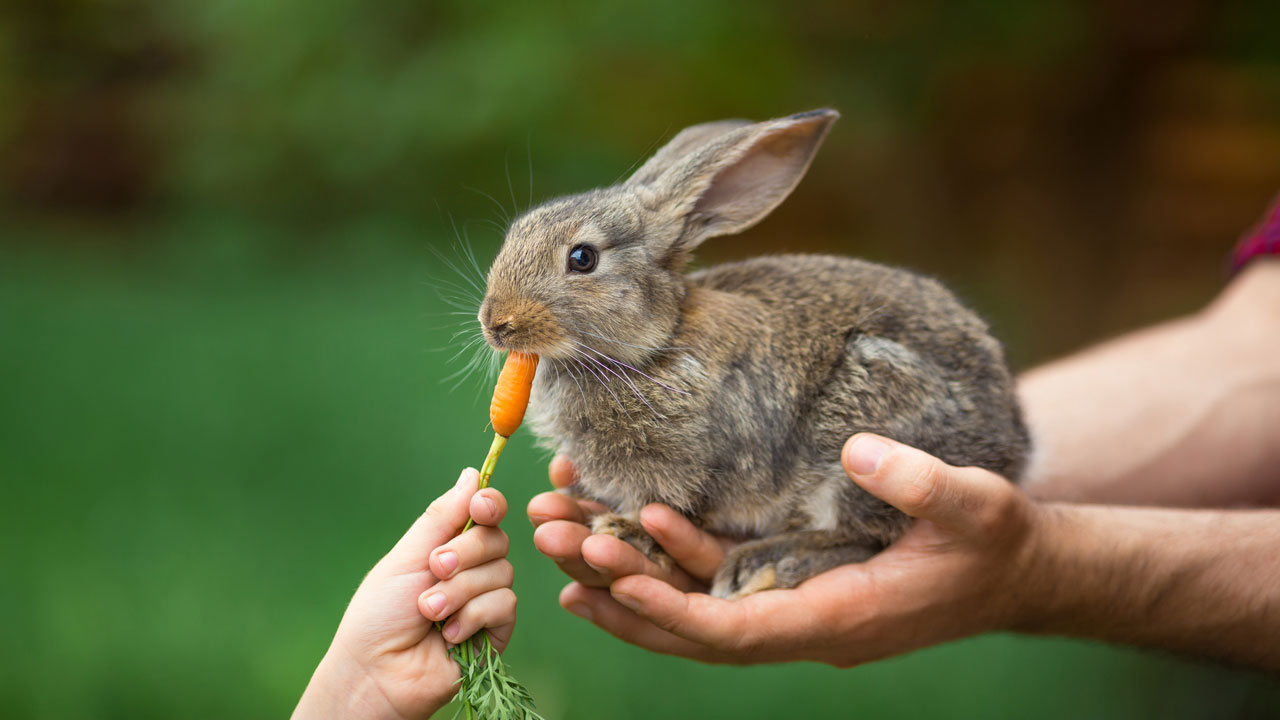 Hình ảnh thỏ ăn cà rốt