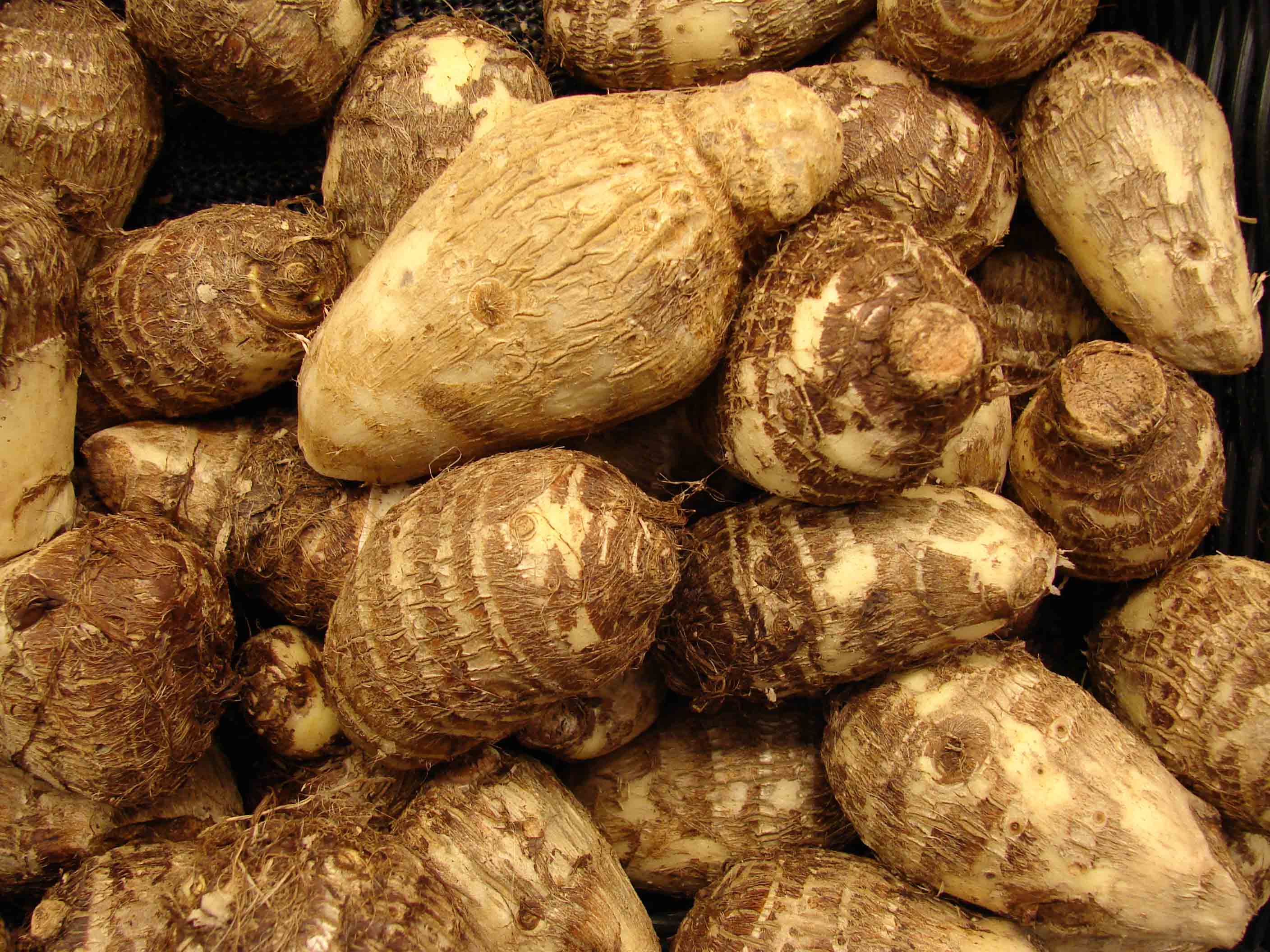 Tìm hiểu về khoai sọ