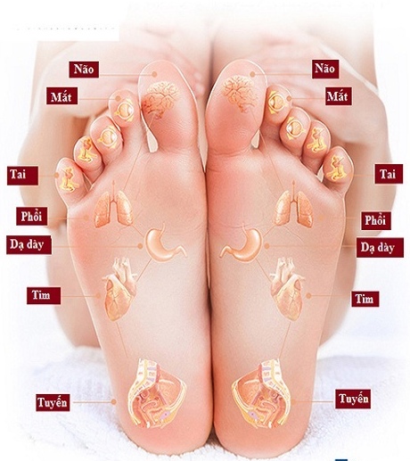 Đôi bàn chân là nơi tập trung nhiều huyệt vị trên cơ thể